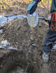 It is very important to feed the plants and trees. Here, José sprinkles a generous amount of Miracle-Gro all purpose fertilizer into the hole.