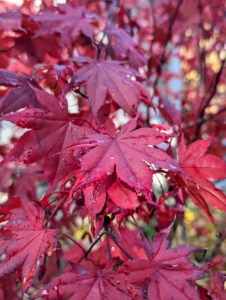 The leaves consist of five or seven pointed, lobed, wine-red to burgundy leaves that hold their color in summer and turn vibrant crimson red in fall before dropping.