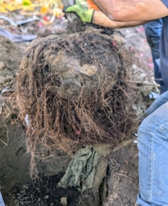 The root system is not known to be invasive so there are no worries for structural damages. The crew lowers the tree the rest of the way down into its new hole.