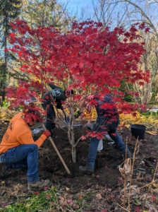 Once positioning is perfect, backfilling begins until the hole is filled. And remember, don’t plant it too deeply – leave it “bare to the flare.” After putting a new tree into the ground, be sure to keep it slightly moist for the first year as it takes root.