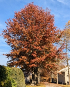 And here a view of one of my majestic pin oaks. The pin oak allée is the first allée guests see when entering my farm. These trees are tall and impressive. Pin oaks, Quercus palustris, are popular landscape trees because they are fast-growing and easy to maintain.