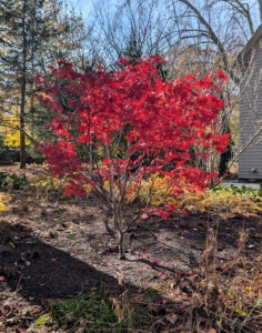 This upright Japanese maple is a large deciduous tree that will grow 15 to 20 feet tall and wide when mature.