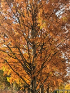 In summer the leaves are green and turn russet brown in fall. Like trees with leaves, bald cypress trees drop their needles in the fall leaving the tree – well, bald.