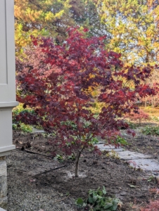 Here is another one of the group closer to my Tenant House where it will get full sun to part shade. Red and variegated leaves need relief from the hot afternoon sun but need the light to attain full color. This area is perfect for my new Japanese maples.