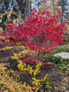 These trees will need little maintenance - just light grooming to remove dead or crisscrossing branches when it is dormant. This garden already looks so much better with the exquisite colors of these Japanese maples. Japanese maples typically grow about one-foot per year for the first 50-years, but they can live to be more than a hundred years old.