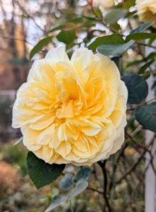 It is now November, but in my flower garden, one beautiful rose still remains.