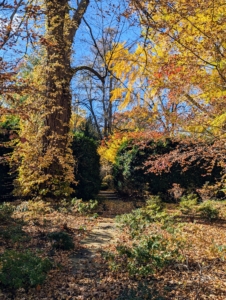 It is so beautiful this time of year when all the deciduous trees show their stunning autumn colors before dropping their leaves. Here at my farm, there are leaves everywhere.