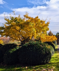 This Ginkgo in my herbaceous peony garden is still changing colors from green to brilliant yellow.