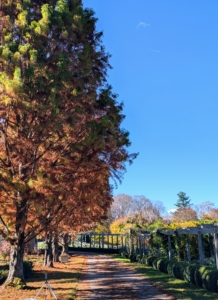 Across from my winding pergola is a row of towering bald cypress, Taxodium distichum – a deciduous conifer. These trees are also changing colors.