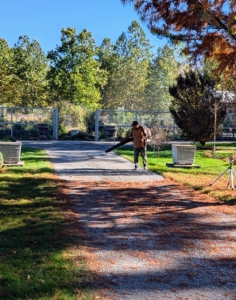 Here's Pete blowing the the feathery brown foliage from the bald cypress trees.