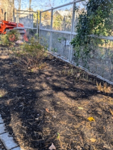 Once a bed is cleaned, Josh feeds the soil. Soon, all the gardens will also get a layer of compost which will replenish nutrients and improve the soil structure over the winter.