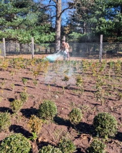 Meanwhile, here's Ryan down in what I call the boxwood nursery, where I am nurturing young boxwood shrubs originally planted from bare root cuttings. He is feeding them TopBuxus Health Mix, which prevents the fungal disease called box blight and provides the plants with rich nutrients that restore new green leaves and strong branch growth. I have been using TopBuxus for several years as a monthly treatment.