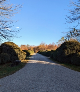 Here is my Boxwood Allée after a new layer of native stone washed gravel was dropped. Maintaining a farm and property is hard work, but it is also very rewarding.