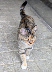 Tabby cats have a distinctive coat pattern and an “M”-shaped marking on the forehead. The pattern can include stripes, dots, lines, flecks, bands, or swirls on the cat’s body, and the cat may also have stripes by its eyes and across its cheeks, back, legs, and tail.