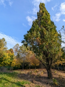 I wanted them planted in a nice location, where they could flourish under part shade. I decided to plant some under and around this fastigiate oak tree, one of several I planted years ago.