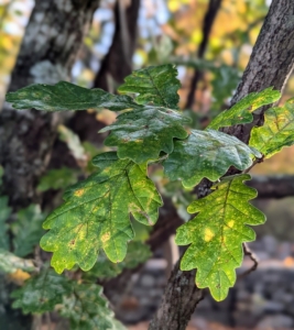 The leaves of a fastigiate oak tree, also known as the upright English oak or columnar English oak, are oblong or obovate in shape, with three to seven blunt lobes per side.