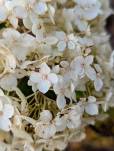 I am looking forward to seeing these gorgeous white hydrangeas bloom next summer.