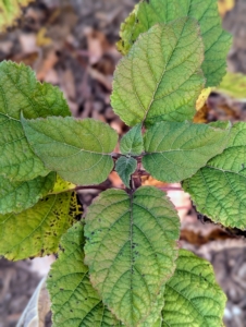 Its leaves are more rounded, slightly heart shaped with a matte surface.