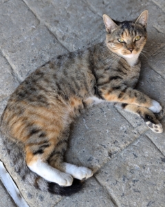 The kittens are getting bigger and smarter every day. This is Mayo, the tabby.