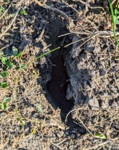 Here is a closer look at one of the slits. Aeration holes for pastures are typically two to four inches deep.