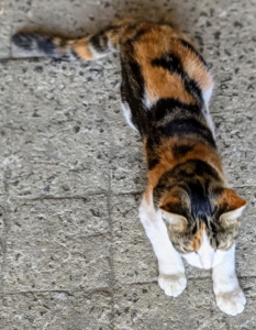 Calico cats have tricolor coats. The calico cat is commonly 25 to 75-percent white with large orange and black patches. And, calicos are almost exclusively female.