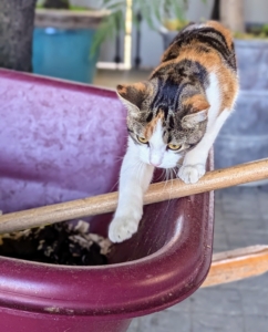 She has a great sense of balance and can walk comfortably along the edge of the wheelbarrow.