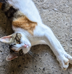 And this is Cinco, the Calico. While these sisters were born last March, they arrived at my farm on Cinco de Mayo, the 5th of May - hence their names.