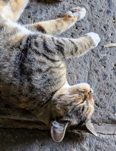 Mayo loves to rest on the cool stone floor of the stable. Kittens six months and older, and adult cats, sleep about 16 to 18 hours a day on average. And, kittens have a similar routine to adult cats, napping throughout the day. They are usually most active at dawn and dusk.