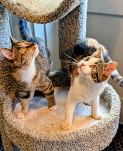 And where one goes, the other is never far away. These two are Scottish Fold mixes. Their purebred mom had them shortly after she was rescued herself. The breed is known for having a sweet and loving nature.