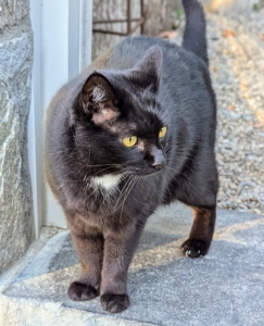 Up at my main greenhouse, one can often find Blackie. Every day he makes his rounds, saying hi to everyone he sees. Blackie loves people and is always ready for a good rub.