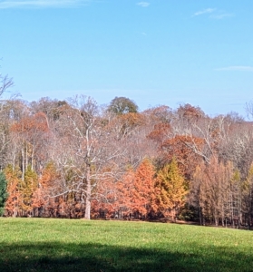 This is one of three big hayfields, which is also aerated and treated with lime. My giant sycamore, the symbol of my farm and now bare of leaves, is in the distance. One of the best ways to care for one's horses is to care for the land so it can provide healthy pastures and hay all year round.