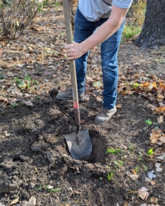 Digging starts for all 20 plants as soon as they are placed in their designated locations.