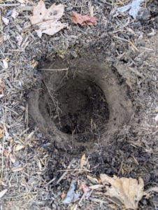 The holes are dug no deeper than the original containers, but about five or six inches wider on all sides.