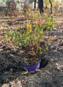 The plants are placed into the holes to check for proper depth.