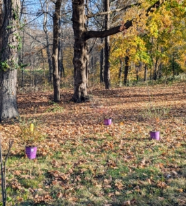 These plants are spaced appropriately, about five feet apart. When mature, they will be about five feet tall and five feet wide.