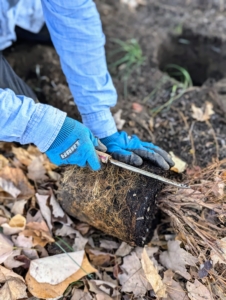 Cesar removes a plant from its container and scarifies to stimulate growth.