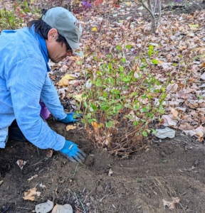 He sprinkles a generous amount of fertilizer and then backfills, tamping down as he goes to ensure good contact between the plant and the surrounding soil.