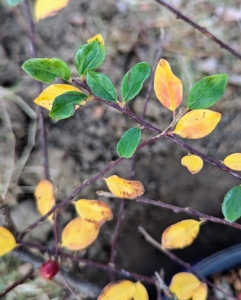 As temperatures drop, the leaves shift to vibrant shades of reds, oranges, and yellows.