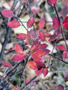 Here are leaves in bright red.