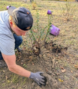 Josh backfills. Cotoneaster grows best in moist, well-drained soil, and can tolerate most soil types, but likes loose soil best.