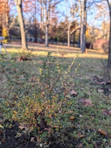 Both Cotoneaster and Ninebark provide wonderful interest through the seasons. If you don't already enjoy these plants in your garden, I hope you consider adding one, or two, or more...