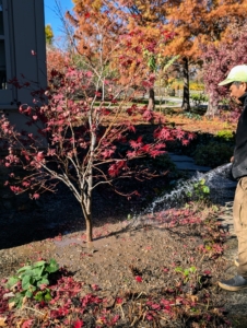 Because of the lack of rain, our hoses and sprinklers have been extremely busy. Here's Phurba watering a newly planted Japanese Maple by my Tenant House. For newly planted trees, it is important to keep their root balls moist until they are established.