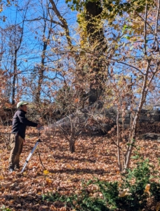 Already established trees with strong, deep root systems will be more drought tolerant, but some younger plantings do need supplemental watering during times like this.