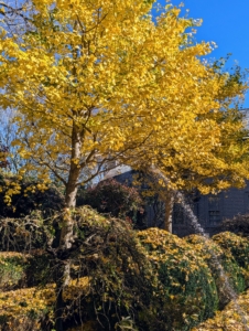 And then he heads to the Summer House garden to check on the ginkgo trees there. This one is still full of leaves.