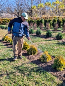 Here's Phurba in the maze watering the newly planted Lemon Burst Arborvitae, Thuja Occidentals ‘Rutthu3.'