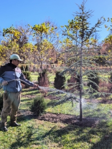 ... And this Blue Atlas Cedar.