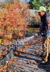 My potted trees also need water. I buy bare root cuttings and nurture them in pots before planting them in their permanent locations. These trees are all in a fenced area near my hoop houses.