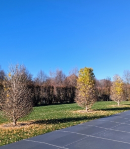 These are my newest ginkgo trees, six Ginkgo biloba Goldspire™ Obelisk trees, which I planted by my pool last May. They too have lost lots, but not all, of their leaves.