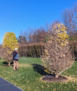 And here is Phurba by the pool hand watering one of the six Ginkgo biloba Goldspire™ Obelisk trees I planted last spring. They've all dropped some of their golden yellow leaves.