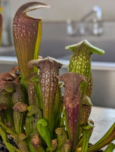 Pitcher plants have special leaves shaped like hollow tubes, open on top. They feed on insects attracted to a sweet nectar-like scent that leads them down the tube where they are trapped and eventually digested.